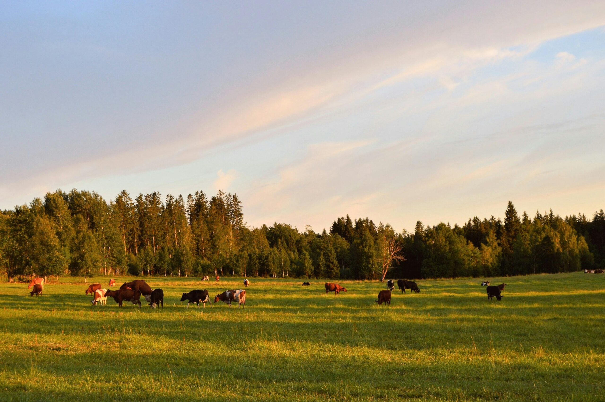 Cows graze peacefully in a sunny summer field near Swedish forest. Perfect rural landscape.